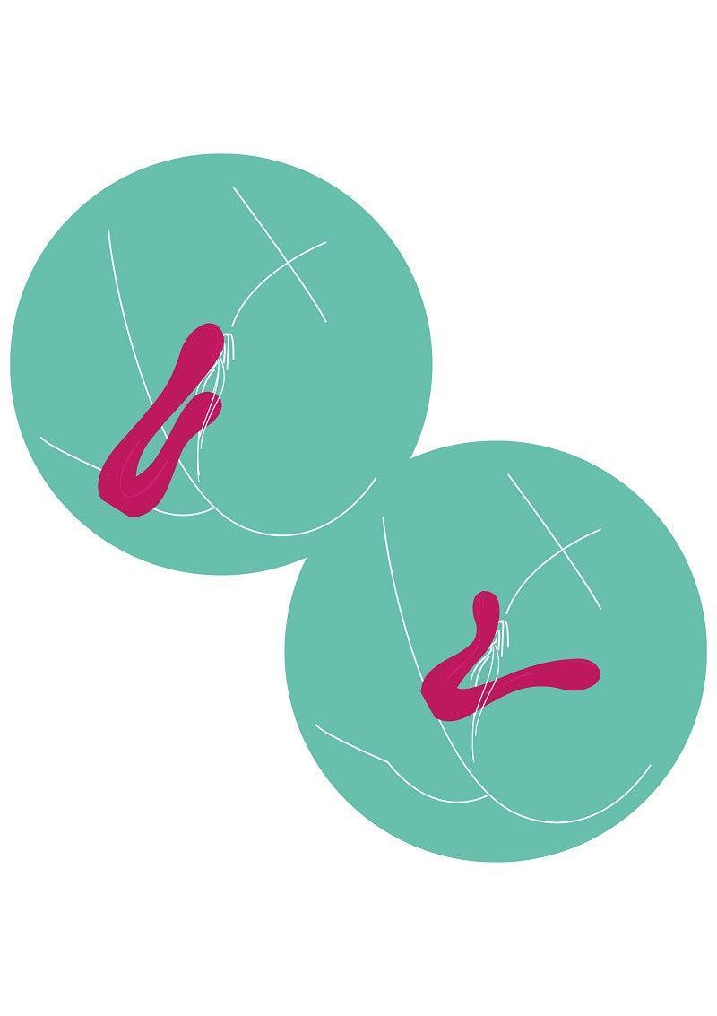 Sync Sensation Vibrator by Xocoon - Happytoys Sexshop: Toys for Feeling Happy & Easy 😊 - Discreet geleverd